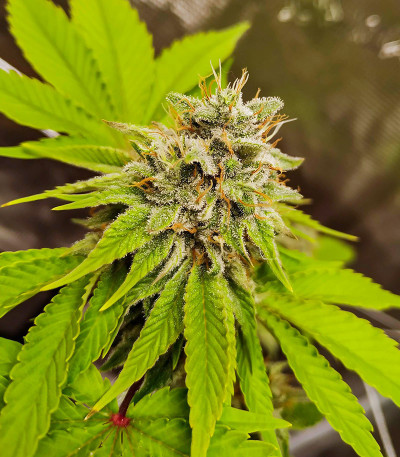 HiFi 4G fem (Dutch Passion) семена конопли