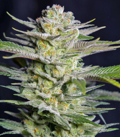 Killer Kush F1 Fast Version fem (Sweet Seeds) семена конопли