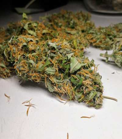 LSD Auto fem (Barney's Farm) семена конопли