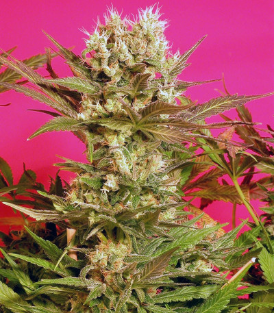 Motavation reg (Serious Seeds) семена конопли