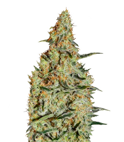 New's Haze fem семена конопли