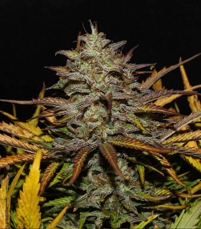 Original Auto Cheese fem FastBuds семена конопли