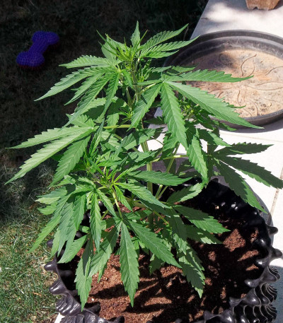Purple Haze Auto fem (Original Sensible Seeds) семена конопли