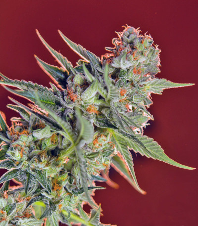San Fernando Lemon Kush fem (Sweet Seeds) семена конопли