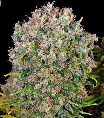 Warlock fem (Serious Seeds) семена конопли