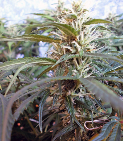 Y Griega fem семена конопли