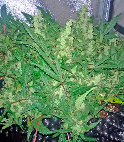 Deep Cheese fem (Dinafem Seeds) семена конопли