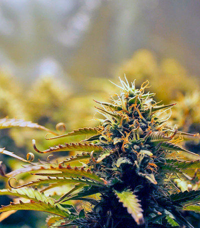 Jack 47 Auto fem (Sweet Seeds) семена конопли