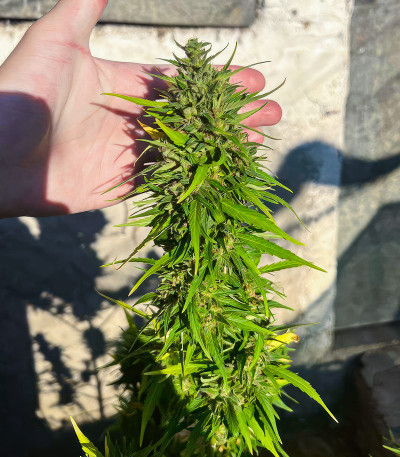 Original Moby Dick Auto fem (FastBuds) семена конопли