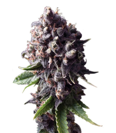 Auto Purple fem (Pyramid Seeds) семена конопли