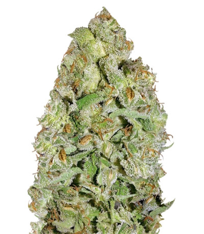 Auto Kush fem (Female Seeds) семена конопли