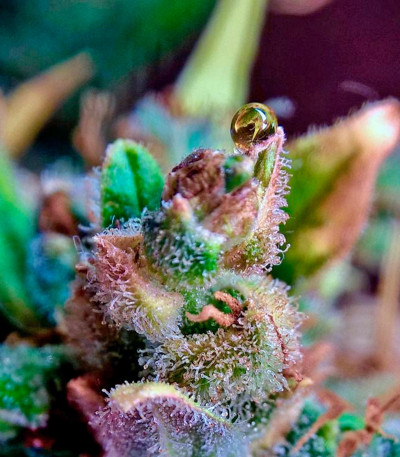 Auto Super Hash fem (Pyramid Seeds) семена конопли