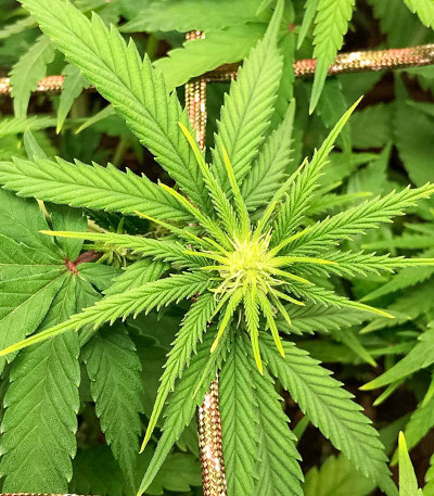 Banana Cookies fem (Advanced Seeds) семена конопли