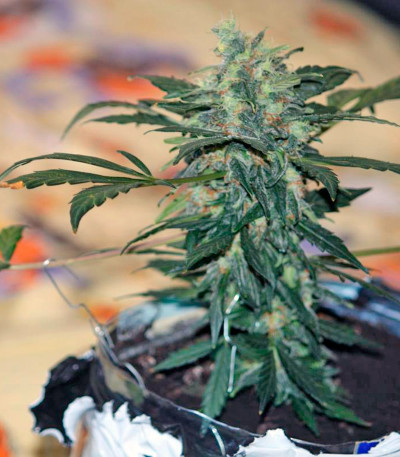 Betty Boo auto fem семена конопли