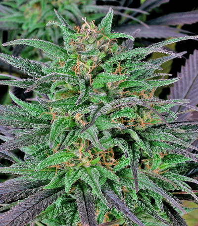 Biddy Early fem (Serious Seeds) семена конопли