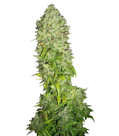 Big Bang fem (Green House Seeds) семена конопли