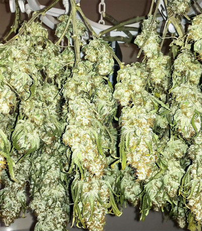 Blueberry OG fem (AlphaFem Seeds) семена конопли