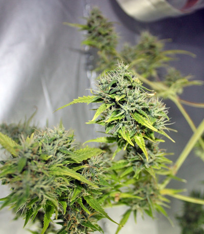 Auto Blueberry Berry fem семена конопли