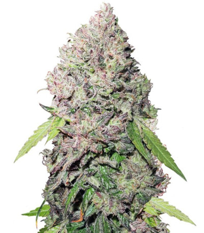 Семена CBD Charlottes Angel шишки