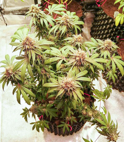 Cafe Racer (Blimburn Seeds) семена конопли