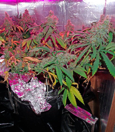 California Dream fem (Mandala Seeds) семена конопли