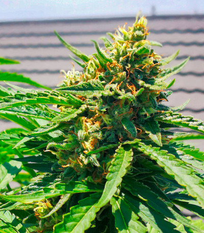 Critical XXL fem (Herbies Seeds) семена конопли