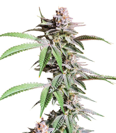 Dozy Breath fem (AlphaFem Seeds) семена конопли