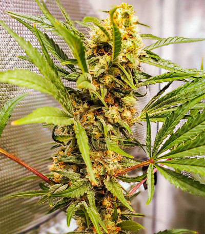 Dozy Cake fem (AlphaFem Seeds) семена конопли