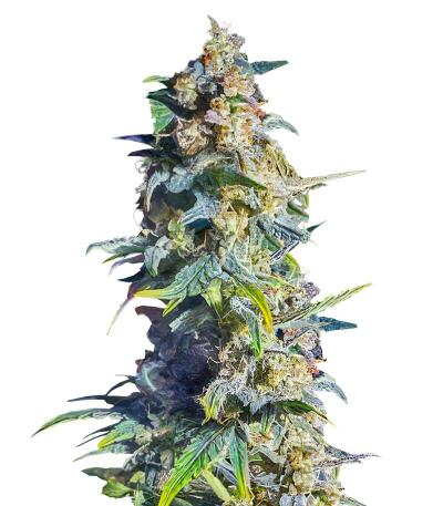 Gorilla 4 Autoflower fem (Easy Grow Seeds) семена конопли