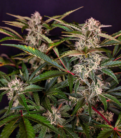 HighCloudZ Auto fem от Green House Seeds семена конопли