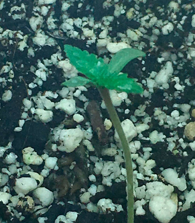 Kripple Shock fem (Dr. Krippling Seeds) семена конопли