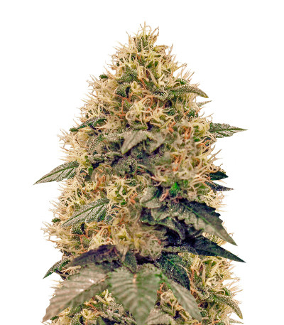 La Blanca Gold fem (Vision Seeds) семена конопли