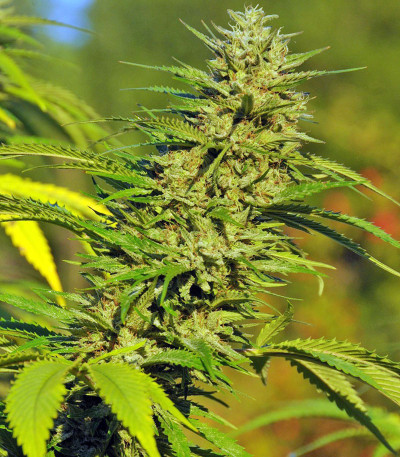 Lemon Kush Headband fem семена конопли