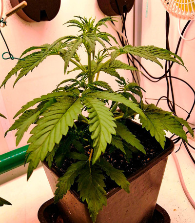 Ninja Zkittles fem семена конопли