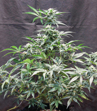 Original Auto Chemdawg fem (FastBuds) семена конопли