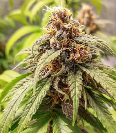 Red Purps fem (Female Seeds) семена конопли