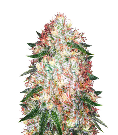 Sour Apple fem (Anesia Seeds) семена конопли