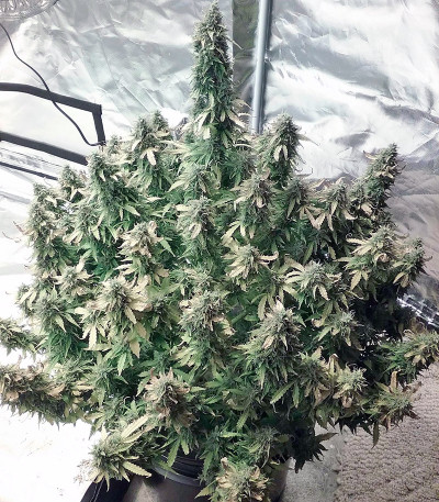 + Speed Auto fem (Sweet Seeds) семена конопли