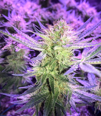 Sugar Bomb Punch fem (Dutch Passion) семена конопли