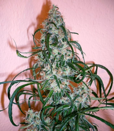Super Lemon Haze fem (Green House Seeds) семена конопли