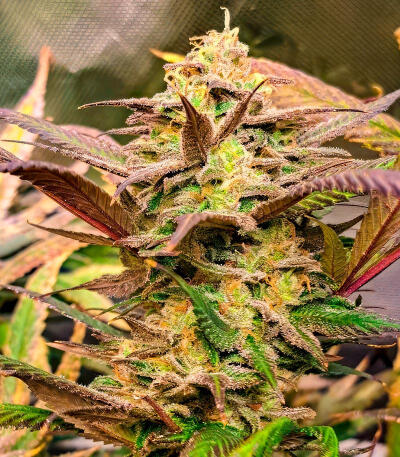 Trainwreck Fast Version fem (Seedkeepers) семена конопли