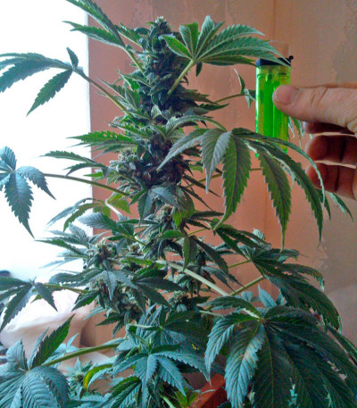 White Magic fem семена конопли