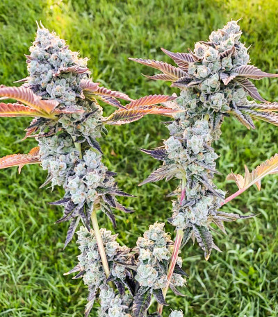 Bay Burger fem (Delicious Seeds) семена конопли