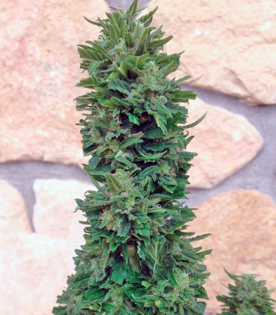 Blue Cheese Auto fem (Barney's Farm) семена конопли