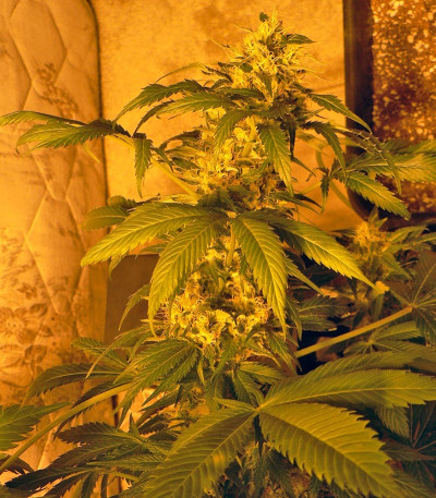 Double White fem (Sweet Seeds) семена конопли