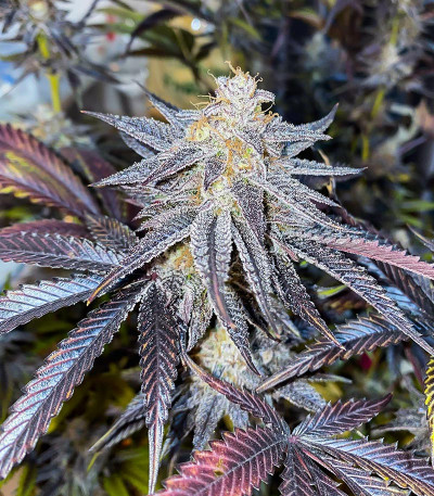 Ice Cream Cake Fast Flowering fem (Humboldt Seed Organization) семена конопли