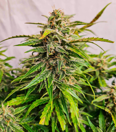 Wedding Crasher Auto fem (High Speed ​​Buds) семена конопли