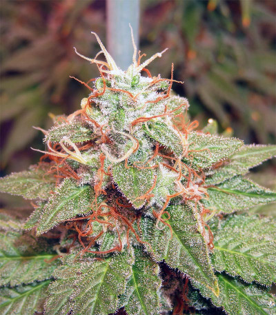 Acapulco Gold fem (Barney's Farm) семена конопли