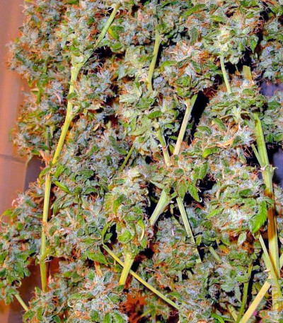 Mango Haze fem семена конопли