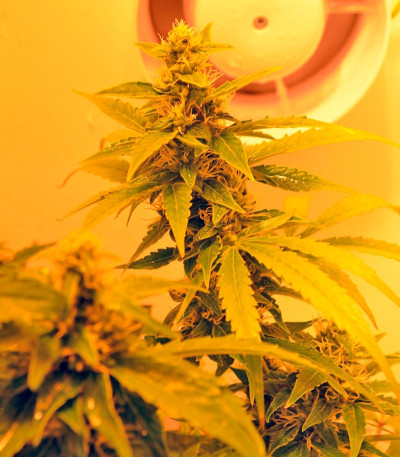 Auto Blueberry fem (Dutch Passion) семена конопли